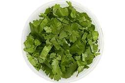 Cilantro